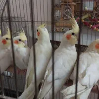 ۵عدد عروس هلندی  لوتینو به همراه مولد مادر