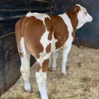 گوساله نر سیمنتال جنس خوب یا شاروله.