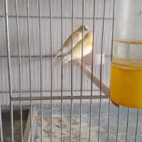 جوجه قناری