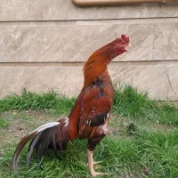 خروس لاری