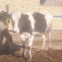 ۳راس گوساله ماده هولشتاین اصل