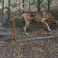 سگ سرابی نگهبان ۱۴ ماهه|سگ|سراب, |دیوار