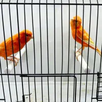 انواع پرنده گرینچیک، خورشیدی، عروس، قناری، فنچ|پرنده|بیرجند, |دیوار