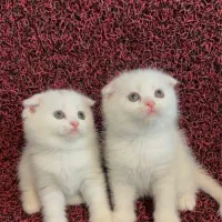 اسکاتیش چشم رنگی