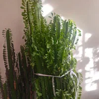 گل افوربیا سبز تنومند ویژه تکثیر و محیط بزرگ