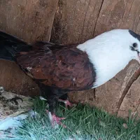 کبوتر رنگی|پرنده|بندر ماهشهر, |دیوار