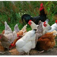 ۹ مرغ جوان و یک خروس همه باهم ۱۰ میلیون تومان