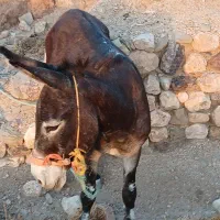 الاغ .خر|حیوانات مزرعه|بختگان, |دیوار