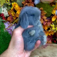 توله خرگوش لوپ پشمالو سوپر فلت یک ماهه