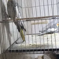 پرنده عروس هلندی|پرنده|سیاهکل, |دیوار