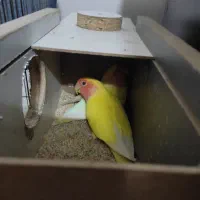 یک جفت برزیلی صورت هلویی