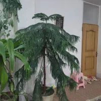 دو عدد کاج مطبق و یک عدد سوسن عنکبوتی|گل و گیاه طبیعی|فلاورجان, |دیوار