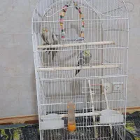 پرندگان|پرنده|شهریار, شهریار|دیوار