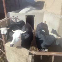 تلیسه جوان سیمینتال