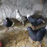 کفتر پریدنی سالم بدون