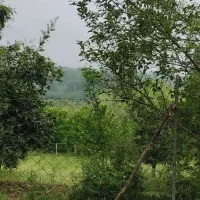 فروش-باغ-در-منطقه-جنگلی-بابلکنار