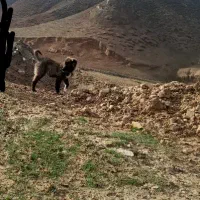 توله ماده خوش استیل