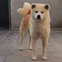 اکیتا ژاپنی