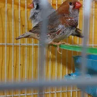 فنچ|پرنده|مشهد, چهنو|دیوار