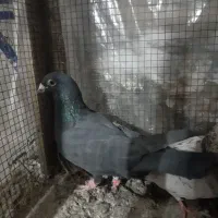 کفتر شهرستانی|پرنده|بومهن, |دیوار