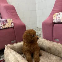 توی پودل دارک رد ( عروسکی ) نژاد اصیل|سگ|یزد, |دیوار