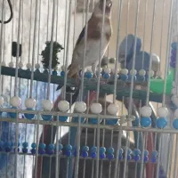 سهره 2ساله|پرنده|اصفهان, بوستان ناژوان|دیوار