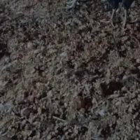 فروش جوجه مرغ و خروس محلی نژاد اصل