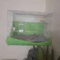 قفس بزرگ عروس هلندی و گرینچیک راهب