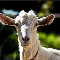 یک عدد بز جوان|حیوانات|دهلران, |دیوار