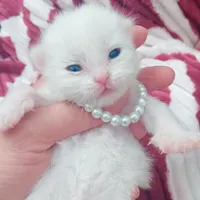 گربه پرشین نر و ماده