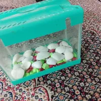 آکواریم ماهی