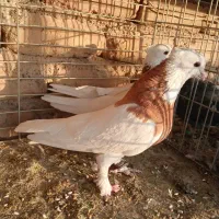 پرنده|پرنده|آران و بیدگل, |دیوار