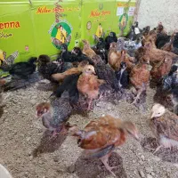 جوجه مرغ شهری|حیوانات مزرعه|قشم, |دیوار