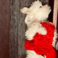 سگ نژاد اشپیتز عروسکی