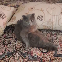 اسکاتیش فولد نر جهت جفت گیری
