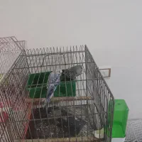 دوجفت مرغ عشق مولد