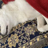 گمشده در محدوده درجزین و سنگسر