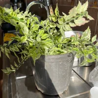 گل پدیلانتوس سالم|گل و گیاه طبیعی|قزوین, |دیوار