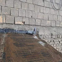 کبوتر شازده سرور نقش|پرنده|گلپایگان, |دیوار