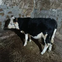 گوساله ماده|حیوانات مزرعه|سیلوانه, |دیوار