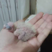 جوجه عروس سرلاکی|پرنده|پاکدشت, شهرک انقلاب|دیوار