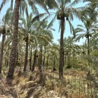 فروش ۹۰ نخل کبکاب تل میر ( تل سبز )