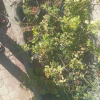 فروش گل محمدی