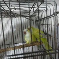 راهب آماده آماده|پرنده|بابل, |دیوار