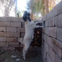 11 8ح|حیوانات مزرعه|گلباف, |دیوار