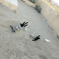کبوتر|پرنده|فلاورجان, |دیوار