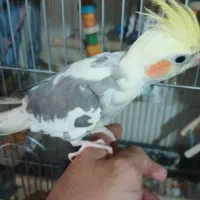 یک جفت عروس مولد|پرنده|تهران, تهران‌ویلا|دیوار