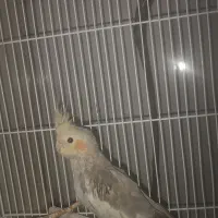 عروس هلندی ماده