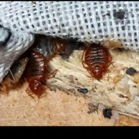 سمپاشی منزل .باغات .ادارات کارخانه ها وغیره وباغات