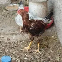 خروس لاری|حیوانات مزرعه|قم, چهل درخت‎|دیوار